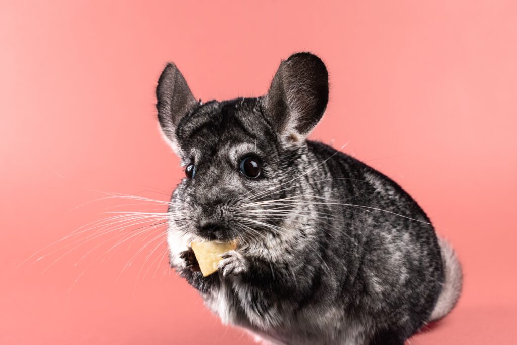 Why Is My Chinchilla Suddenly Not Eating? Causes, Warning Signs, and What to Do