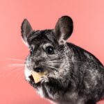 Why Is My Chinchilla Suddenly Not Eating? Causes, Warning Signs, and What to Do